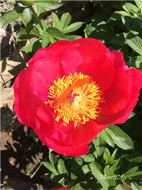 59083cde-20170422 RI božur.jpg